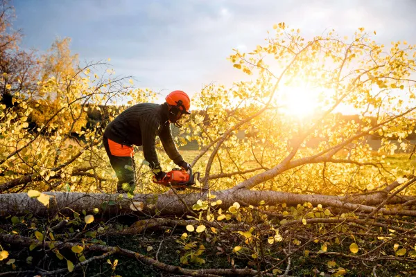 Цепные пилы