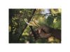 Секатор плоскостной металлический FISKARS Solid  P331 1057163