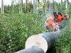 Цепные пилы