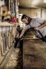 Пылесос Karcher WD 3 P V-17/4/20 1.628-170.0 Пылесос Karcher WD 3 P V-17/4/20 1.628-170.0