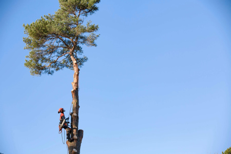 Бензопила Husqvarna 550XP Mark II