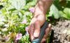 Набор для выращивания базилика Gardena «Домашнее садоводство» 08967-20